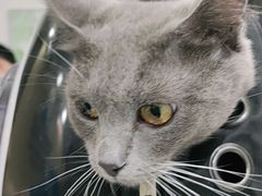 -安安宠物医院(情缘分院)