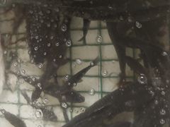 -金台阶鱼馆(于桥水库店)