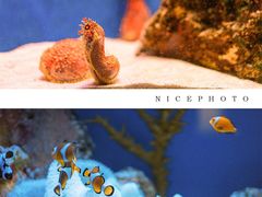 -上海海洋水族馆