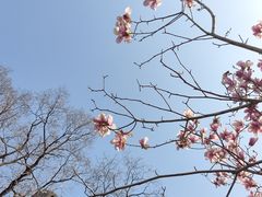 -长春观