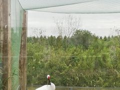 -盐城丹顶鹤湿地生态旅游区