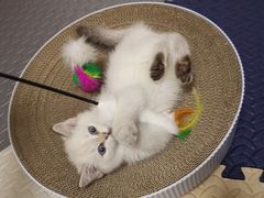 -欣宠猫屋·矮脚拿破仑·蓝金金渐层