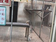-合肥野生动物园