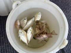 -小猫钓鱼海钓俱乐部(椰梦长廊店)