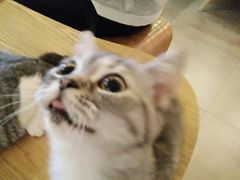 -猫咖时代(中山亭店)