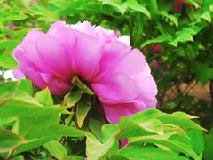 -莲花池公园