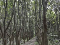 -同里国家湿地公园