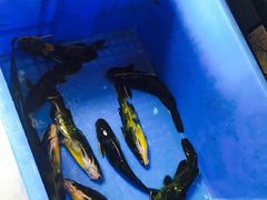 -荣德灶台鱼(圣泉寺店)