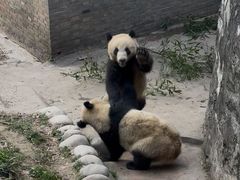 -都江堰中华大熊猫苑