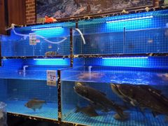 水产区-姜君·千岛湖鱼头馆(浦东大道店)