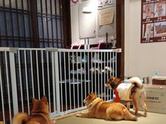 -逗柴咖啡屋·狗咖猫咖宠物桌游