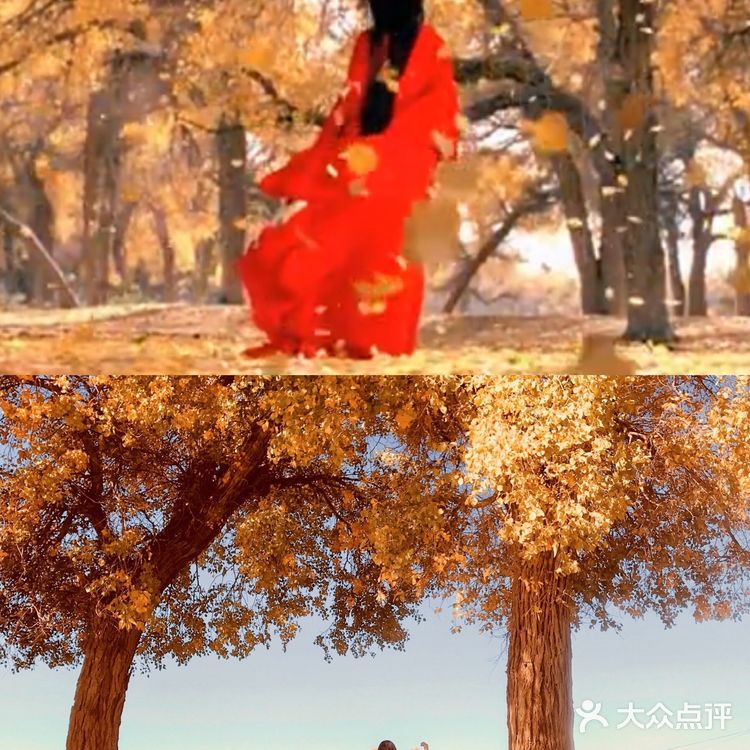 《英雄》取景地额济纳旗🍂绝美胡杨林