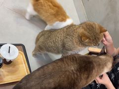 -Heymao猫咖.咖啡厅(东门店)