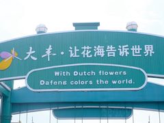 -荷兰花海