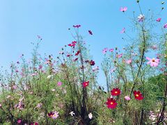 -西京湾花海