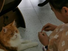 -喵园·猫主题咖啡厅·撸猫·猫咖(国贸店)