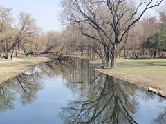 -上海共青森林公园