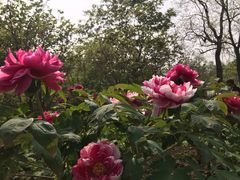 -合肥三国新城遗址公园