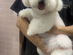 -FAELING PETS美天灵宠物(富力广场店)