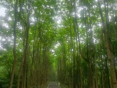 -宜兴龙背山森林公园