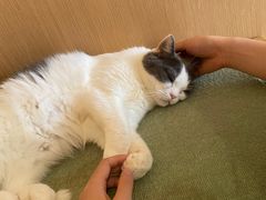 -CAT’S MEWSTAR CAFE·喵星球猫屋(晴湾咖啡店)