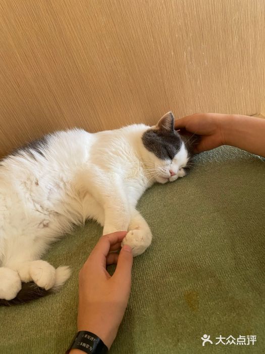 CAT’S MEWSTAR CAFE·喵星球猫屋(晴湾咖啡店)图片