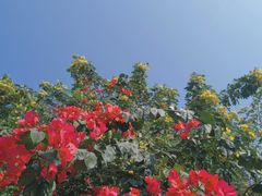 -三亚西岛海洋文化旅游区