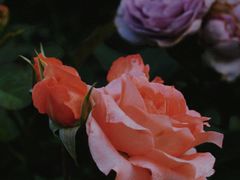 -人民公园(罗湖区)