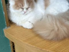 -飞行喵MR PILOT|猫舍·猫咖(静安大融城店)