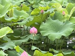 -溱湖国家湿地公园