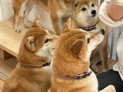 -是阿柴呀！柴犬咖啡·爱喵喵猫咖
