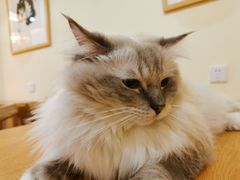 -滚猫咖啡·猫咖·猫友好撸猫(未来城店)
