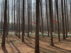 -黄海国家森林公园