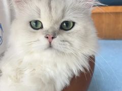 -伟伟宠物医院·瑞派猫友好医院·猫科(光谷店)