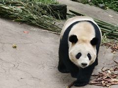 -都江堰中华大熊猫苑