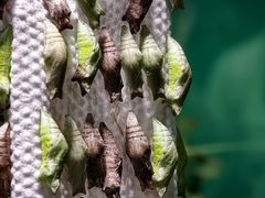 -上海大自然野生昆虫馆(东方明珠·爬宠昆虫探索中心)