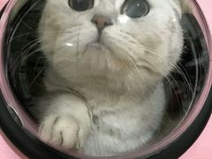 -喵zoo家庭繁育猫舍(尖东智能花园店)