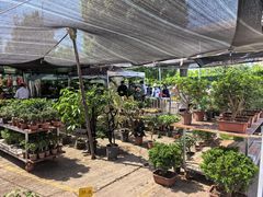 -中环花鸟鱼虫市场