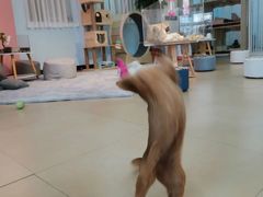 -喵宠乐园·撸猫互动·猫舍