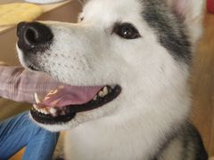 -Husky Go! 哈士奇体验馆·宠物咖啡厅狗咖