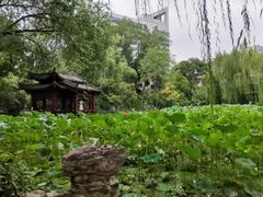-莲湖公园