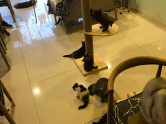 -平行世界·猫咖(首经贸店)