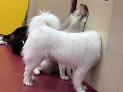 -和它·交个朋友·狗咖猫咖(爱琴海店)
