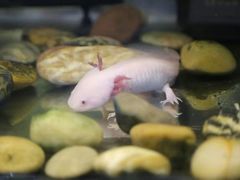 -上海大自然野生昆虫馆(东方明珠·爬宠昆虫探索中心)