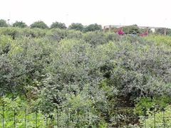 -金谷域澳洲庄园