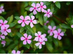 -中国科学院华南植物园
