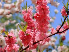 -南汇桃花村