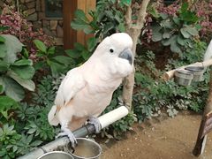 -南宫五洲植物乐园