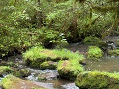 -汤旺河林海奇石景区