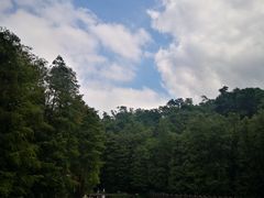 -深圳仙湖植物园